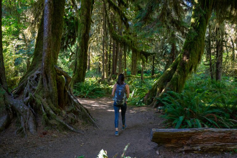 Hiking in Olympic National Park: A Guide for First Timers