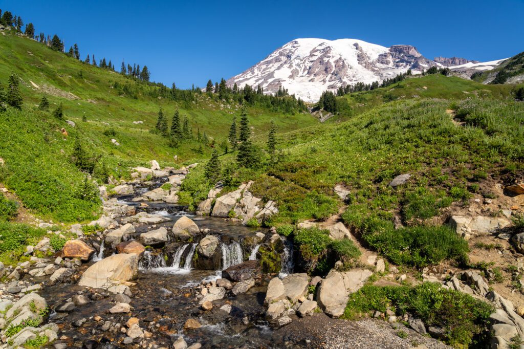 Meadows at Paradise in Mount Rainier National Park
